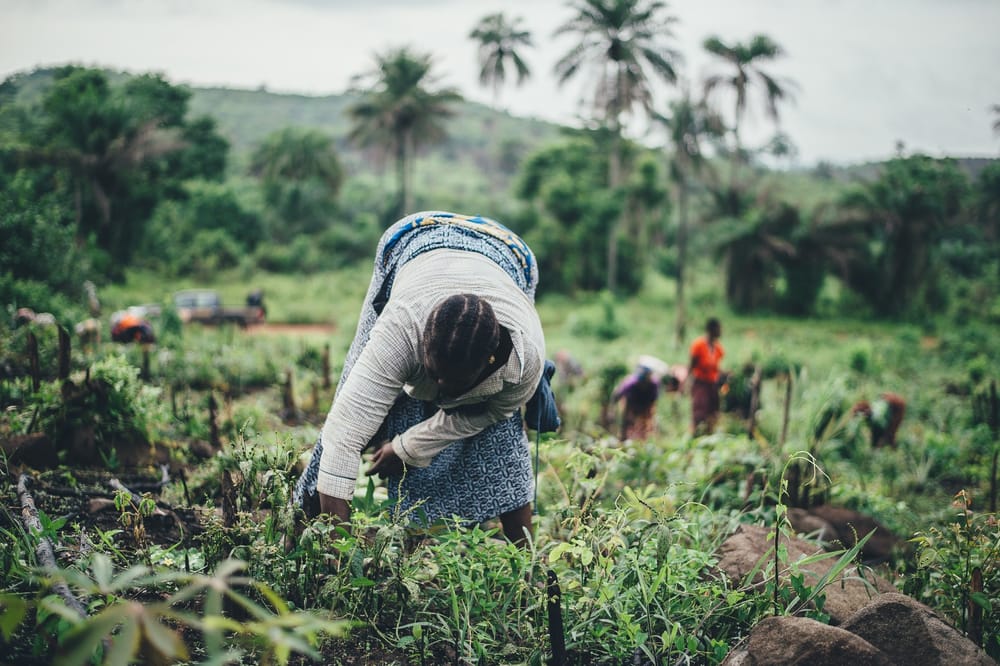 Women farmers are key in tackling Africa’s pervasive hunger status post image